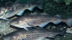 Viermi în mintay: tipuri de helmintov și poate fi